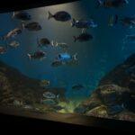 Aquarium Museo maritimo Santander