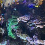 Aquarium à Saint Sébastien