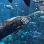 Aquarium à Saint Sébastien